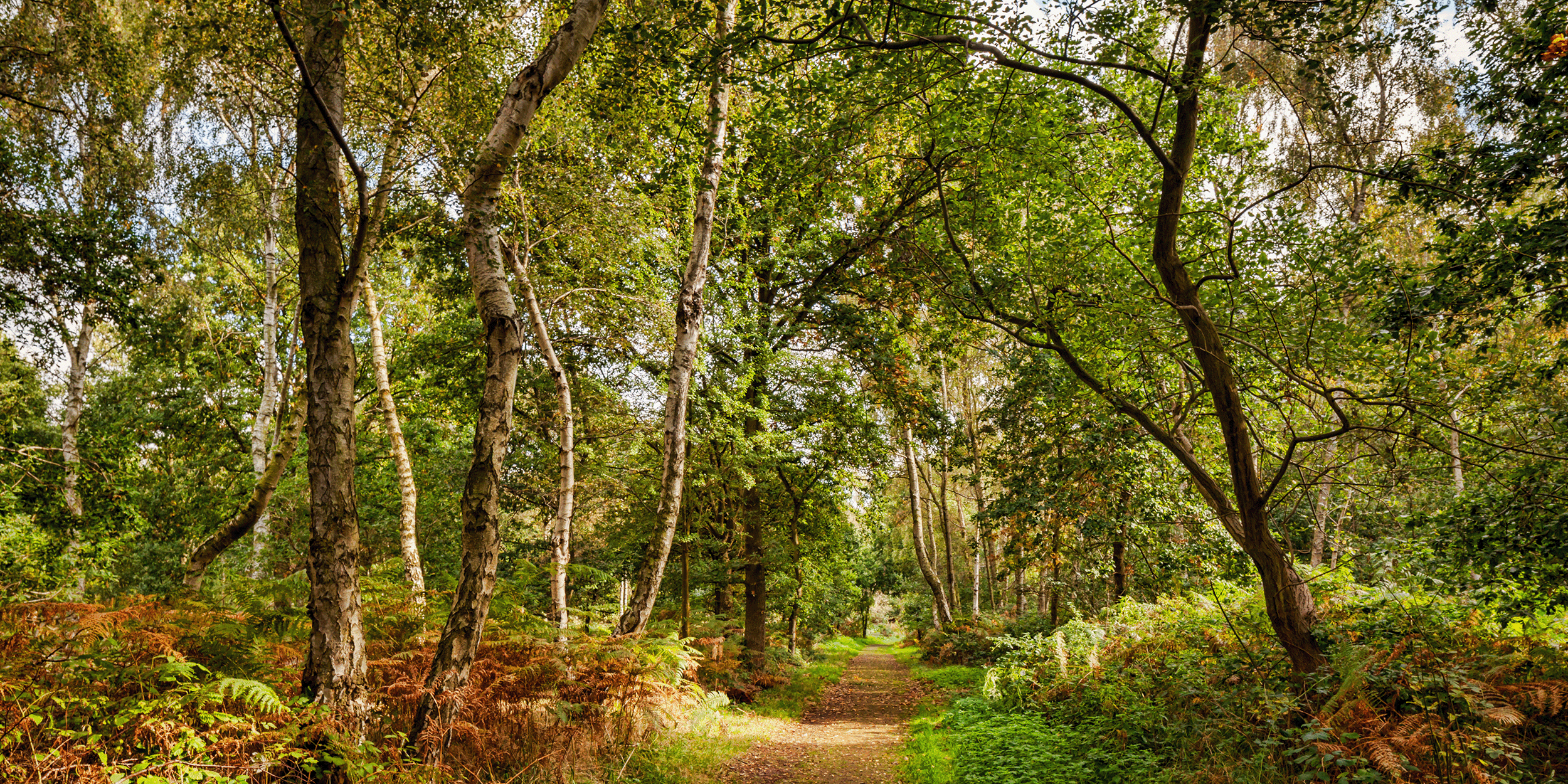 International Day of Forests