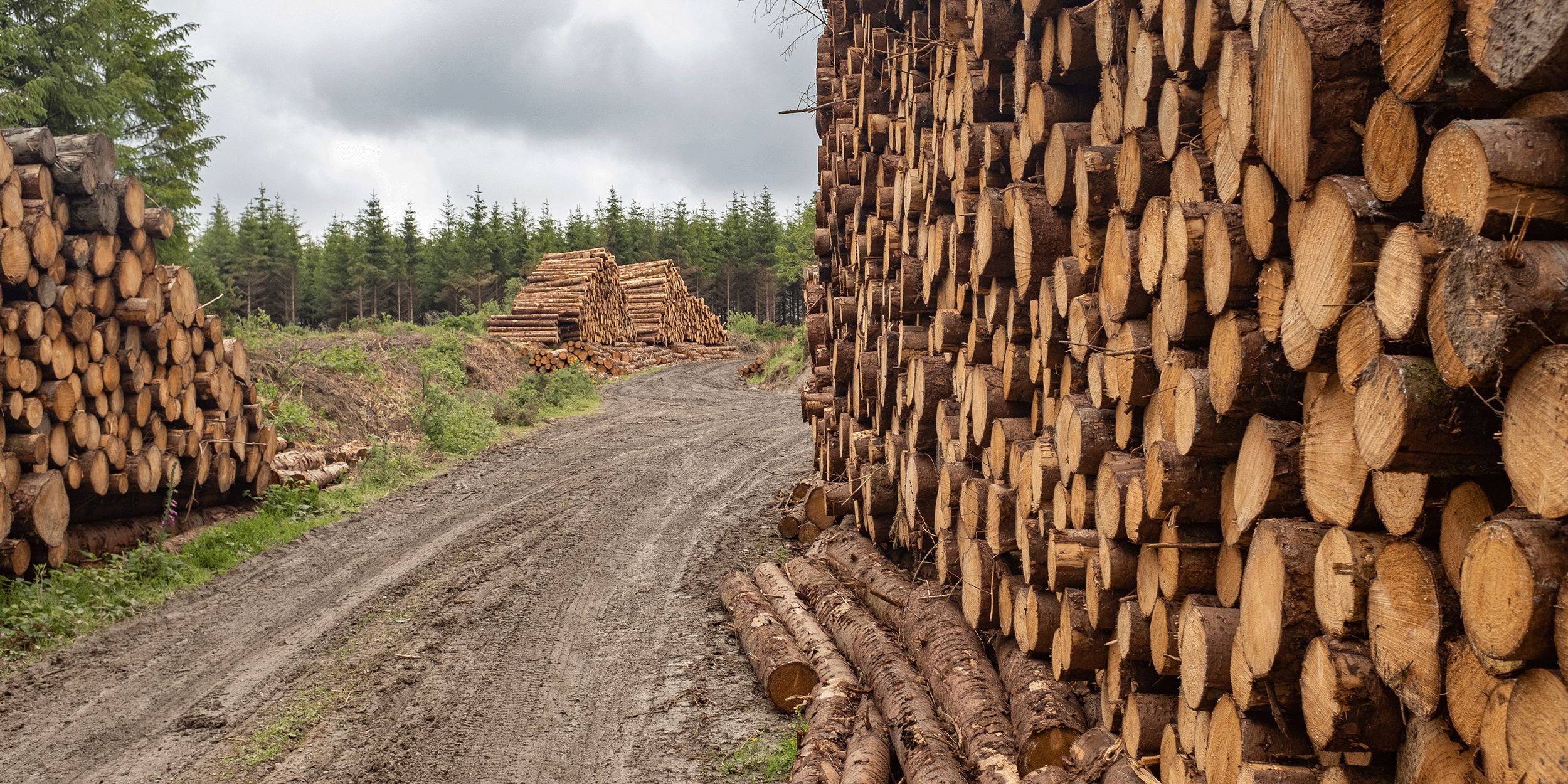 Woodsure summarises the recent Biomass Strategy 2023 