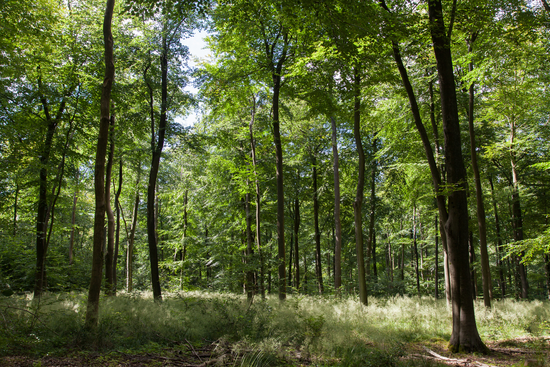 The role of Woodsure in ‘Progress in improving the natural environment in England 2022/23’