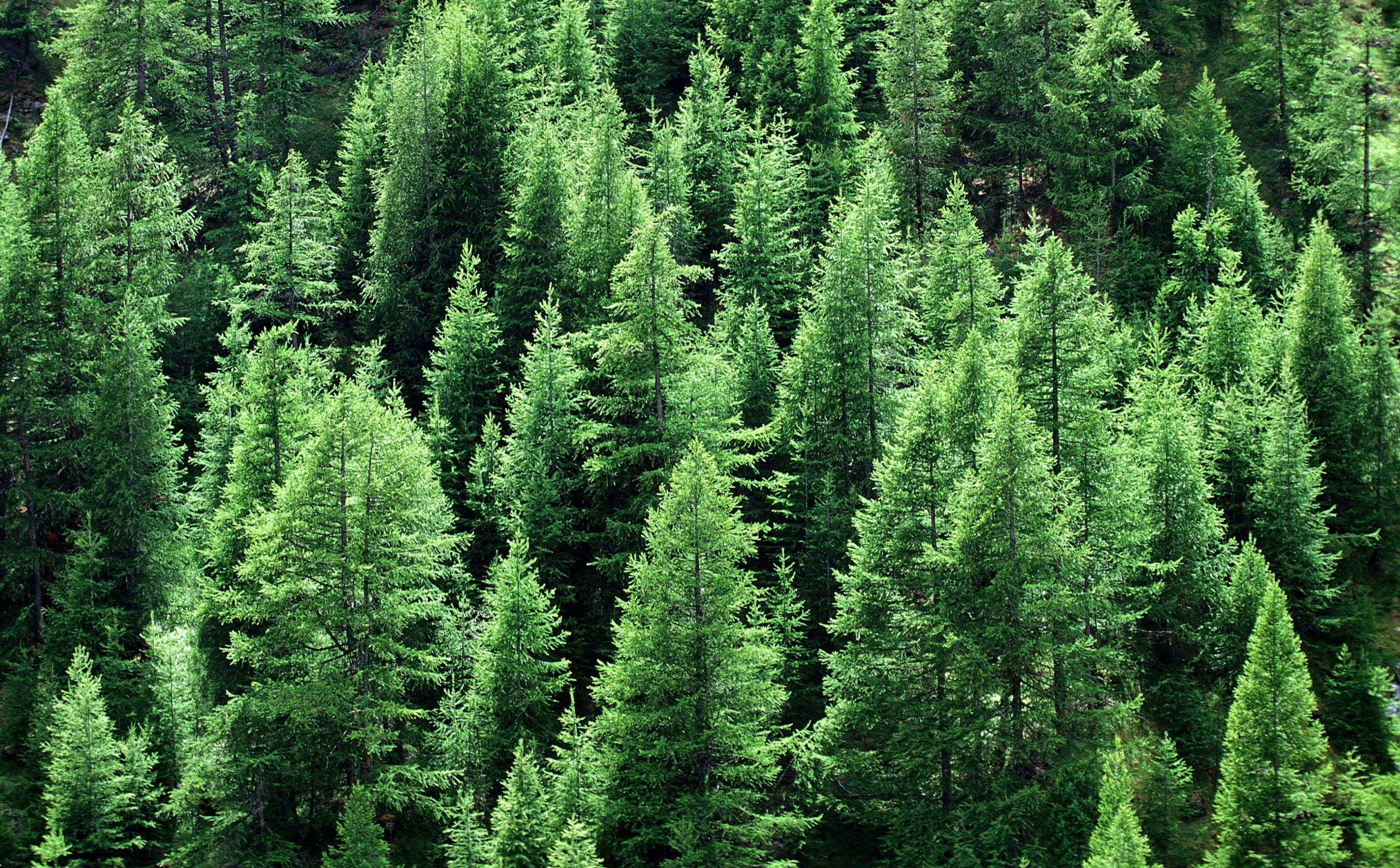 Ips cembrae prompts halt of timber exports from areas of Scotland 