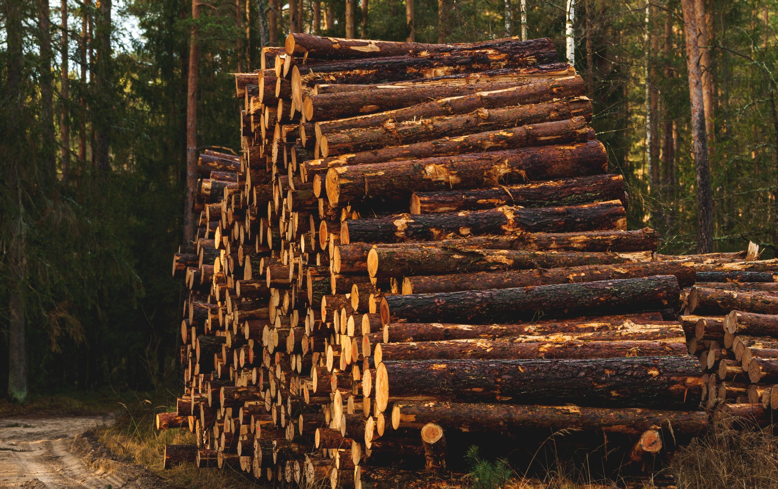 More locally grown UK wood is needed to support net-zero goals