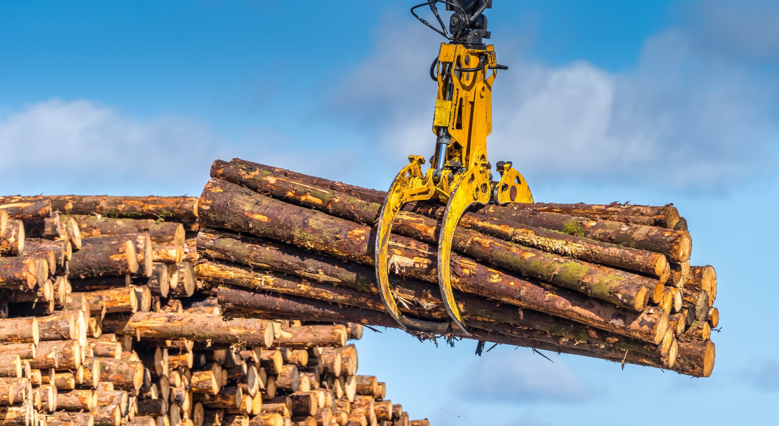 Smuggled wood finds its way into the UK from Russia and Belarus, suggests new report 