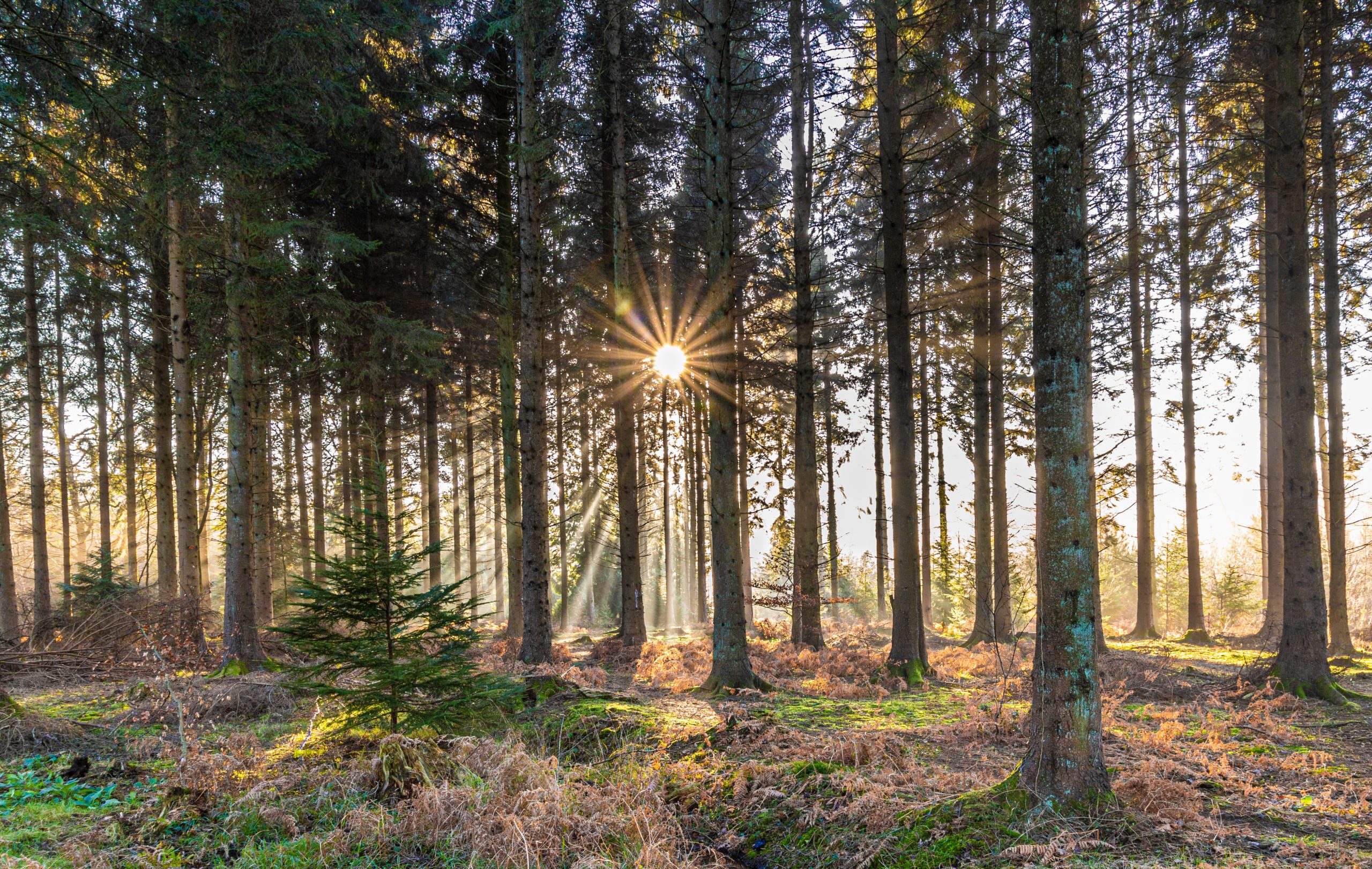 New 88-hectare extension is first addition to south-west forest in over 200 years