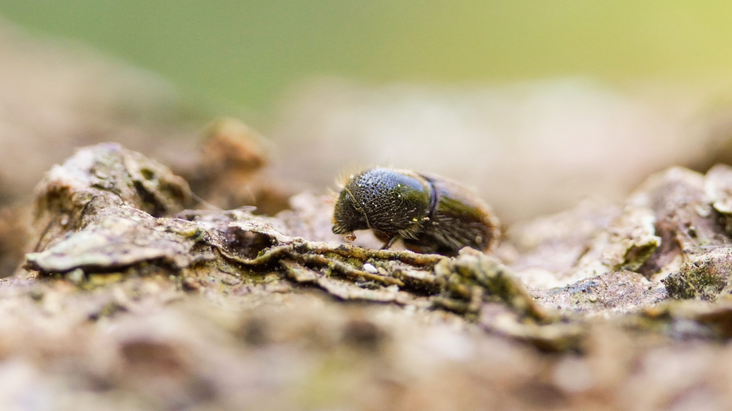 Government eradication successfully prevents tree pest from posing major threat 