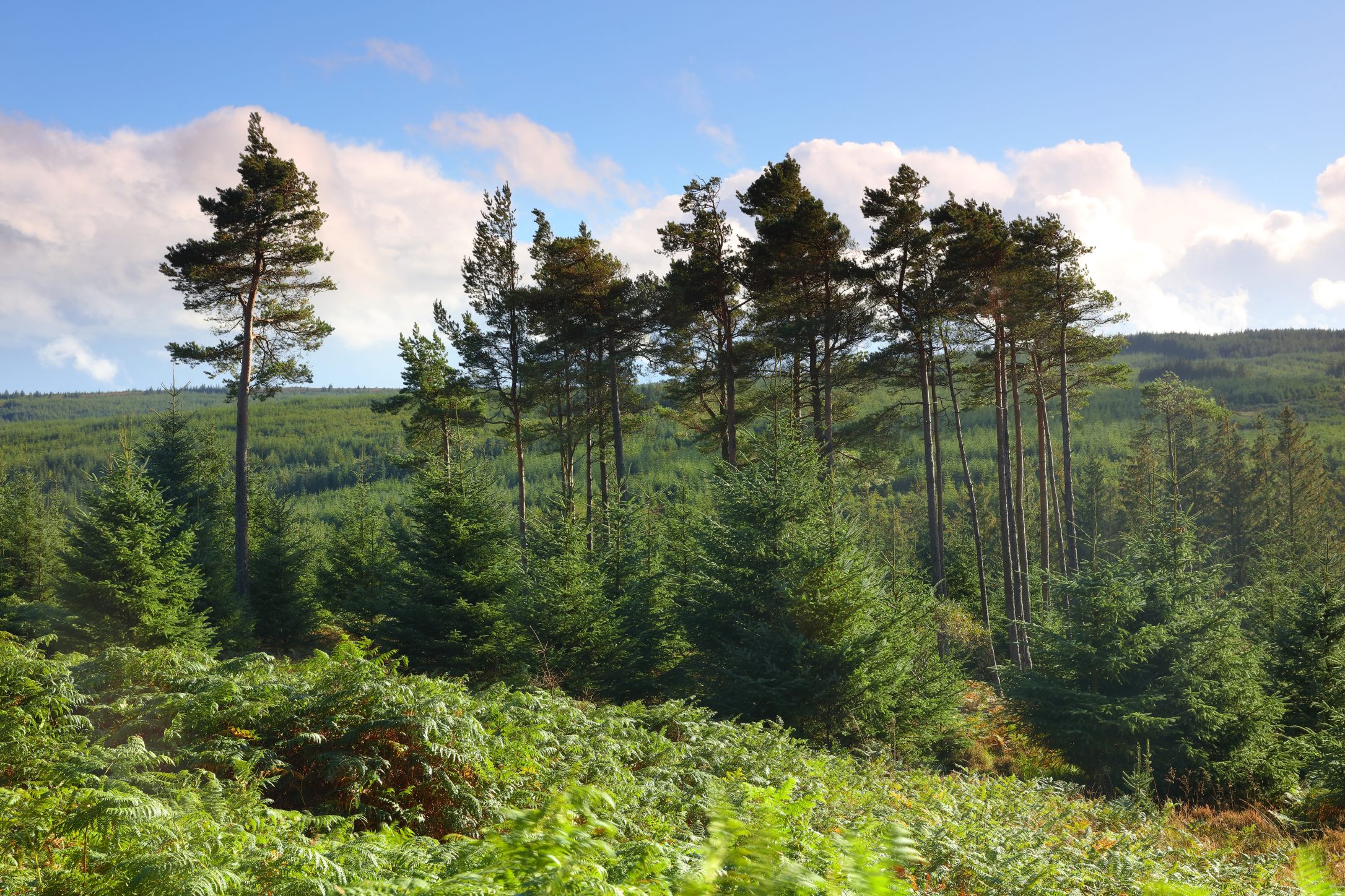 Illegal felling leads to highest-ever combined penalty of over £34,000 