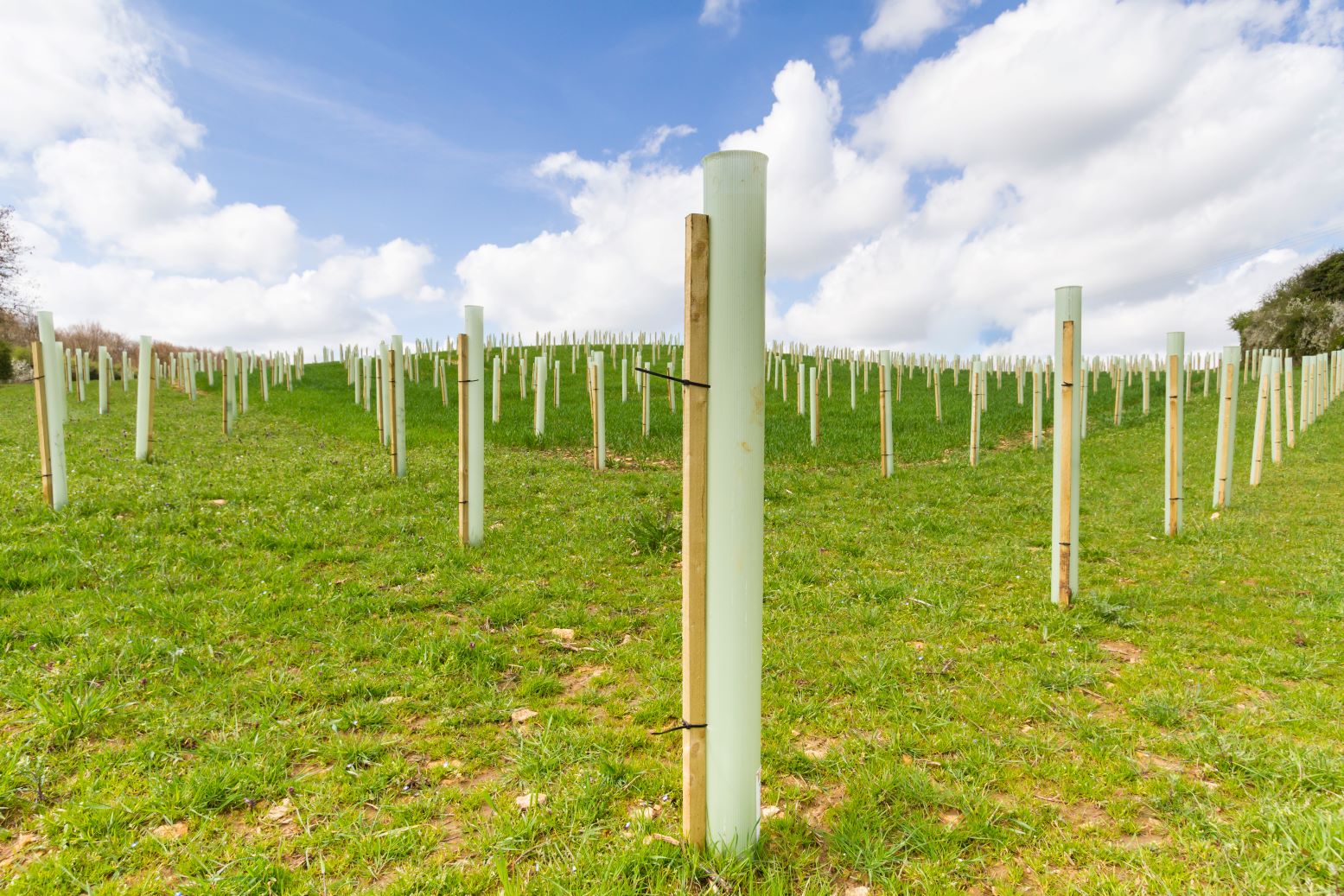 UK woodland creation rates decreasing, failing to meet government goals 